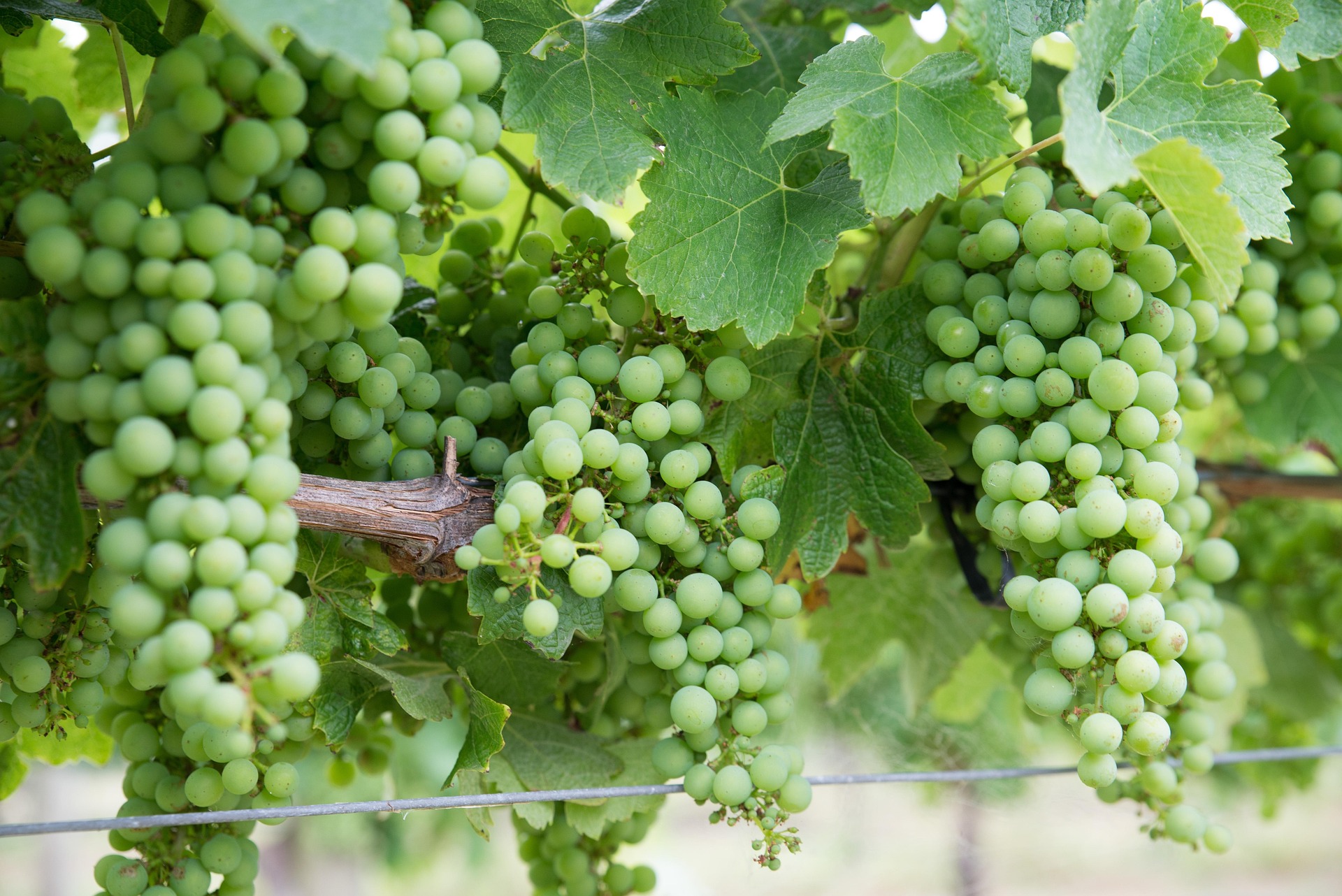 Green grapes ripening on the vine