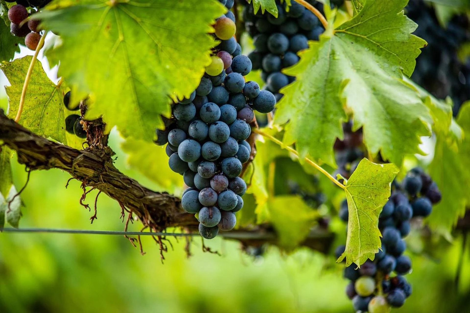 Ripe red wine grapes on the vine
