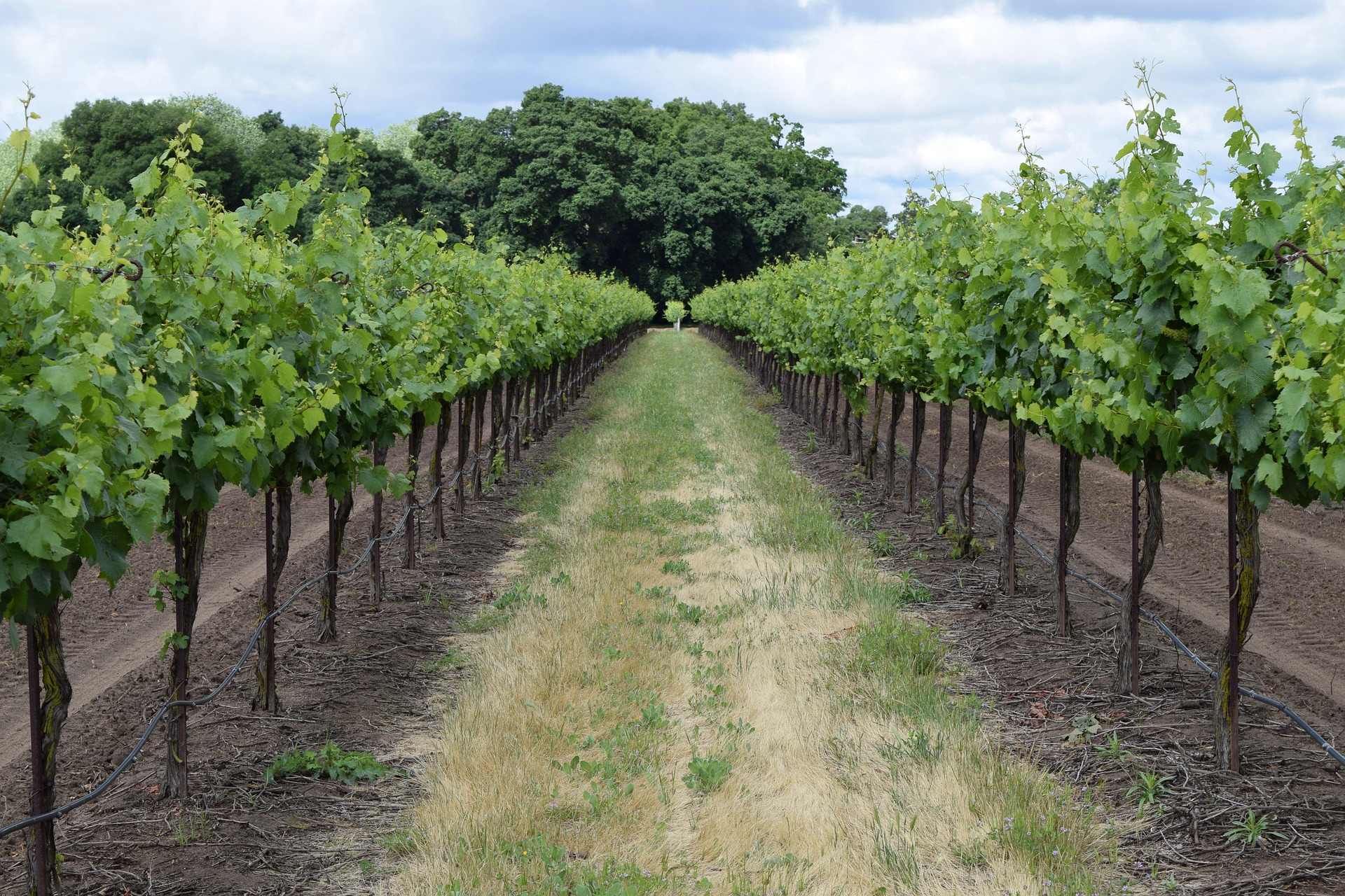Vineyard rows stretching to the horizon